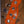 Axess T-Style Cabronita Bass Vintage Blonde