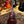 Gibson L-00 Special Satin Wine Red