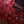 PRS Custom 24-08 Wood Library Pomegranate